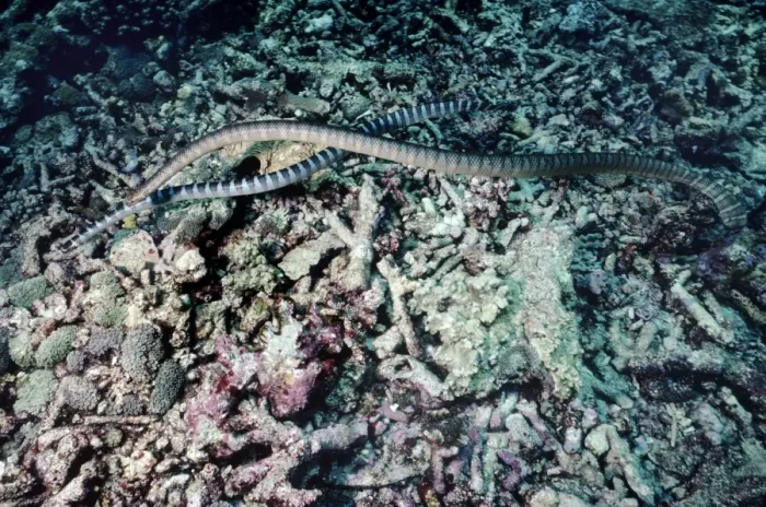 Framed Print : Black-banded sea krait - courting - Indonesia Framed Print : Black-banded sea krait - courting - Indonesia