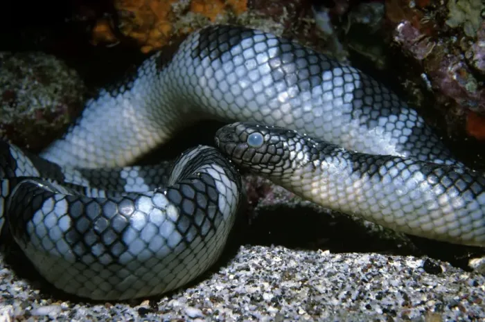 Framed Print : Black-banded sea krait - Indonesia Framed Print : Black-banded sea krait - Indonesia