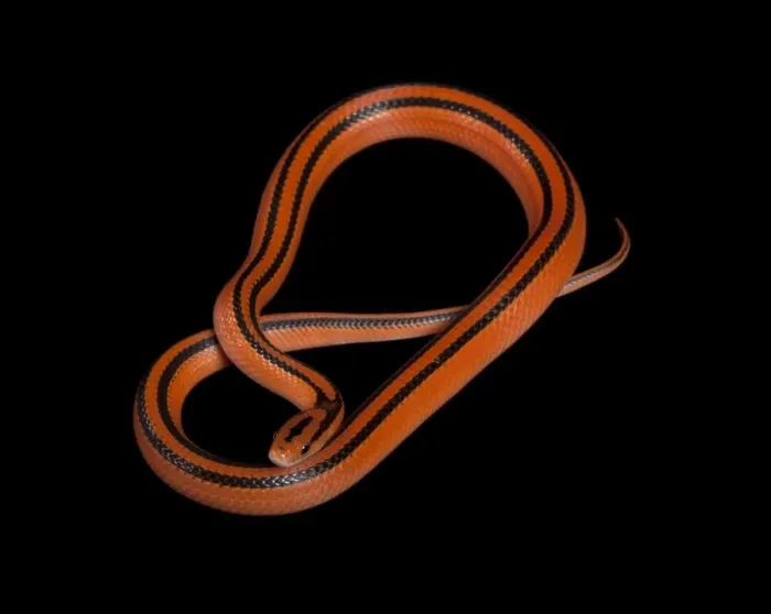 Framed Print : Black-banded Trinket Snake / Thai Bamboo Ratsnake / Red Mountain Racer - Asia Framed Print : Black-banded Trinket Snake / Thai Bamboo Ratsnake / Red Mountain Racer - Asia