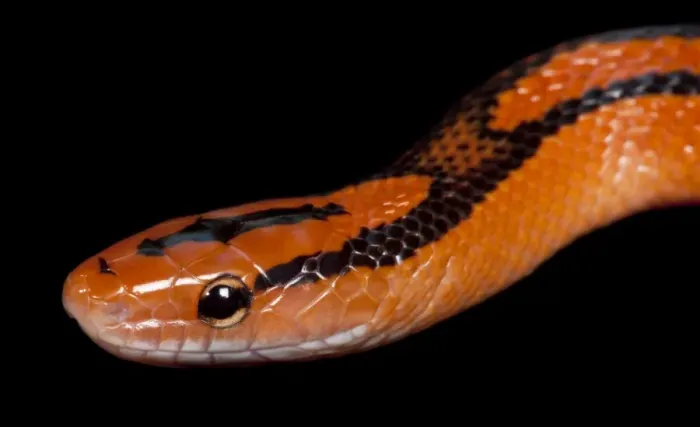 Framed Print : Black-banded Trinket Snake  /  Thai Bamboo Ratsnake  /  Red Mountain Racer - Asia