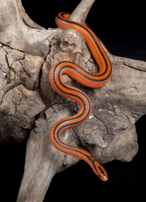 Framed Print : Black-banded Trinket Snake / Thai Bamboo Ratsnake / Red Mountain Racer - Asia Framed Print : Black-banded Trinket Snake / Thai Bamboo Ratsnake / Red Mountain Racer - Asia