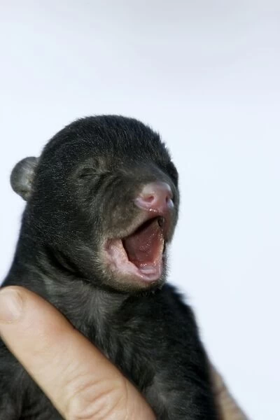 Black Bear - 5 days old