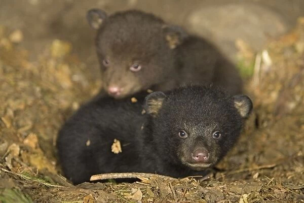 Black Bear - 7 week old cubs in den - one cub shows black color phase while the other shows brown color phase -*Controlled conditions