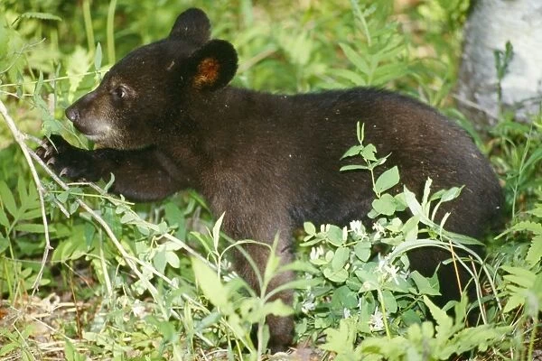 Black Bear - cub, in Birch Woods Northern USA