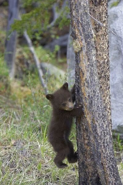 Black Bear - cub climbing tree - Canadian Rocky Mountains - Alberta - Canada MA002075
