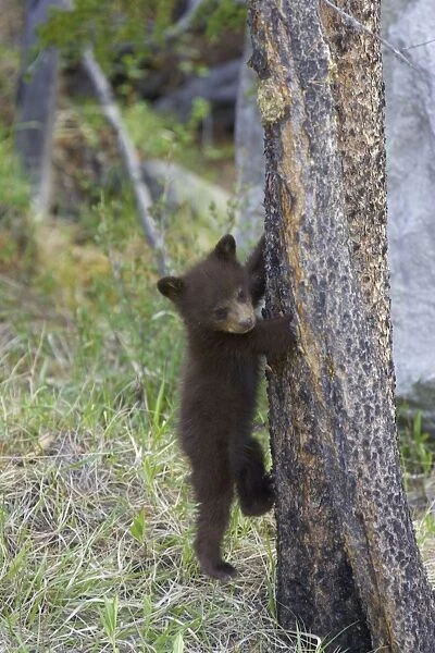 Black Bear - cub climbing tree - Canadian Rocky Mountains - Alberta - Canada MA002076