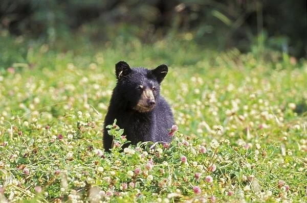 Black Bear Cub in field of clover