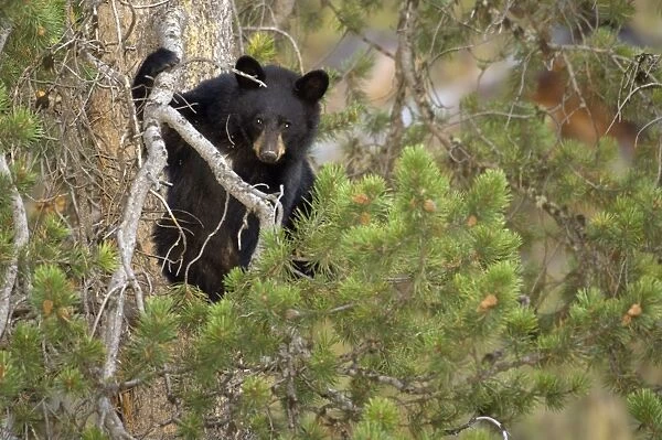 Black Bear Cub in pine tree. Landscape picture Yellowstone NP. USA