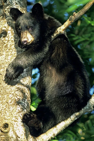 Black Bear - cub in tree. Climbing tree provides safety for cub while mother is foraging about on forest floor. Minnesota, North America MA1781