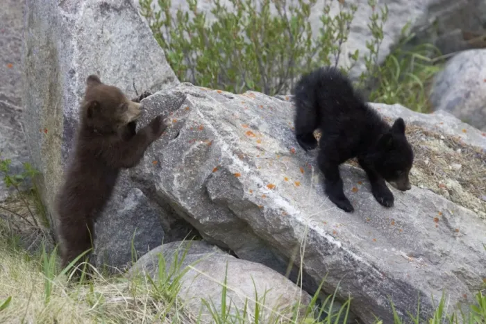 Framed Print : Black Bear - two cubs playing on rocks - one black one cinnamon - Canadian Rocky Mountains - Alberta - Canada MA002132 Framed Print : Black Bear - two cubs playing on rocks - one black one cinnamon - Canadian Rocky Mountains - Alberta - Canada MA002132