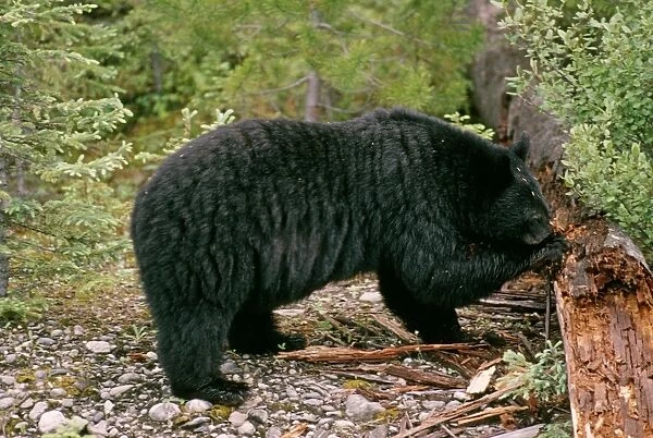 Black Bear - digging insects from log - Canada