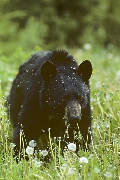 Black bear eating dandelions. Banff National Park, Northern Rockies. Alberta Canada. June. MA143