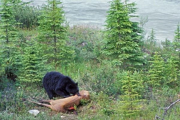 Black Bear - feeding on elk carcass. Kootenay National Park, Northern Rockies, British Columbia. June. MA536