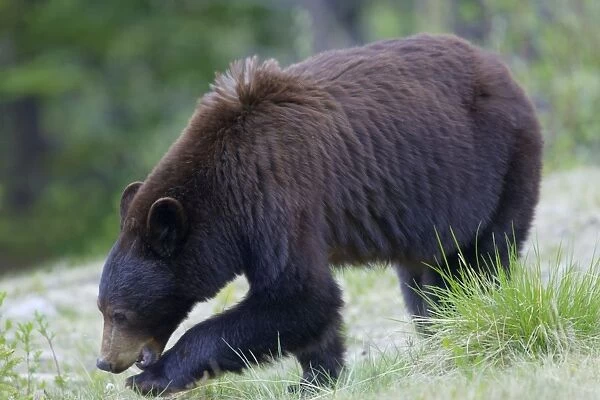 Black Bear - female - Canadian Rocky Mountains - Alberta - Canada MA002054