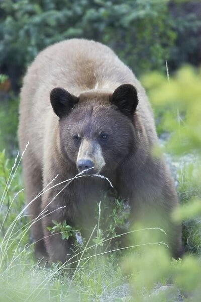 Black Bear - female - Canadian Rocky Mountains - Alberta - Canada MA002046