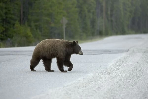Black Bear - female crossing road - Canadian Rocky Mountains - Alberta - Canada MA002187
