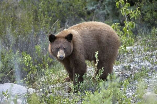 Black Bear - female - feeding by the side of road - Canadian Rocky Mountains - Alberta - Canada MA002166