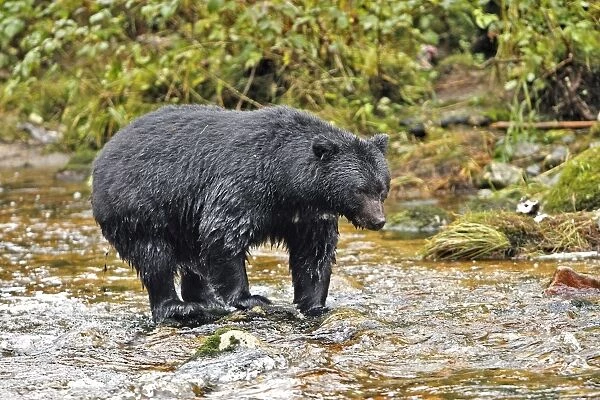 Black Bear - fishing for salmon Princess Royal Island British Columbia