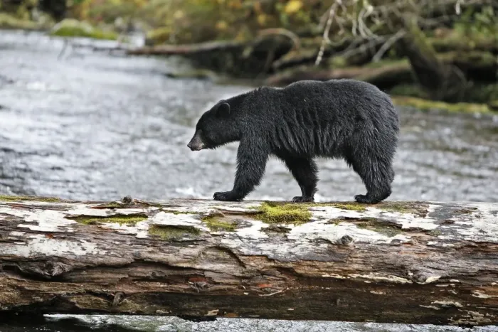 Framed Print : Black Bear - fishing for salmon Princess Royal Island British Columbia Framed Print : Black Bear - fishing for salmon Princess Royal Island British Columbia