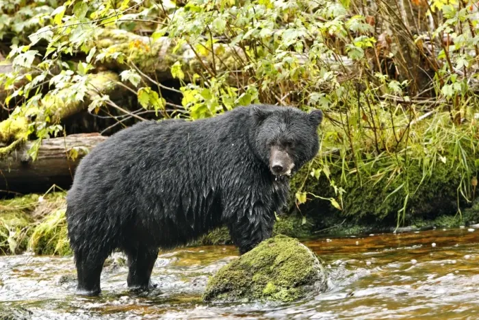 Framed Print : Black Bear - fishing for salmon Princess Royal Island British Columbia Framed Print : Black Bear - fishing for salmon Princess Royal Island British Columbia