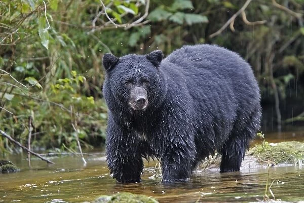 Black bear fishing for salmon in a river British colombia, Canada