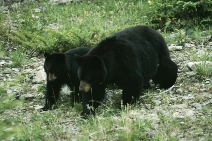 Framed Print : Black Bear JD 5051 Adult & young, Canada. Ursus americanus © John Daniels / ARDEA LONDON Framed Print : Black Bear JD 5051 Adult & young, Canada. Ursus americanus © John Daniels / ARDEA LONDON