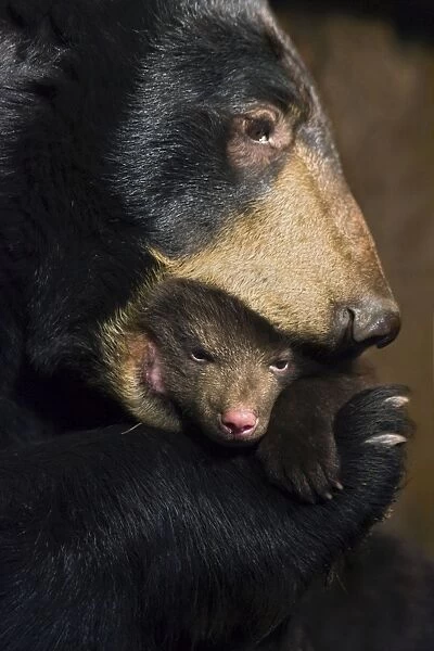 Black Bear - mother carrying 7 week old cub by mouth - *Controlled conditions