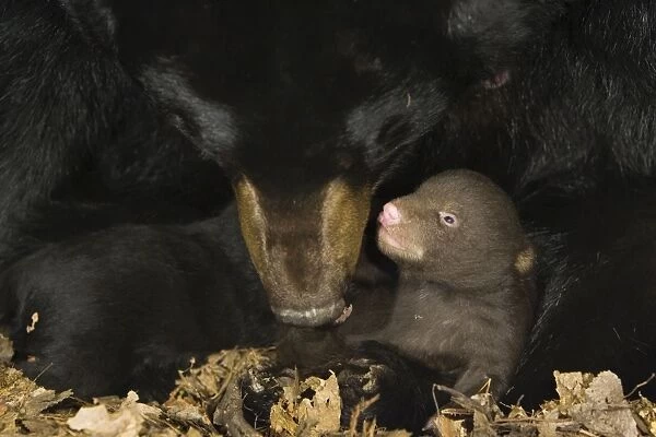Black Bear - mother grooming 3 week old cub(s) in den- *controlled conditions