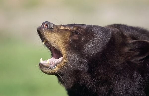 Black Bear North America