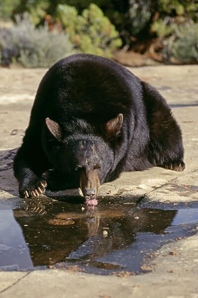 Black Bear - North America