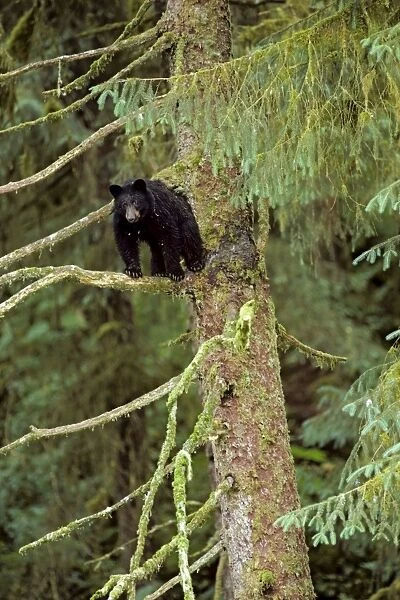 Black Bear - resting in sitka spruce tree. Pacific Northwest coastal area. British Columbia, Summer. Black bears frequently rest in trees as it is a relatively safe and protected location. MA200