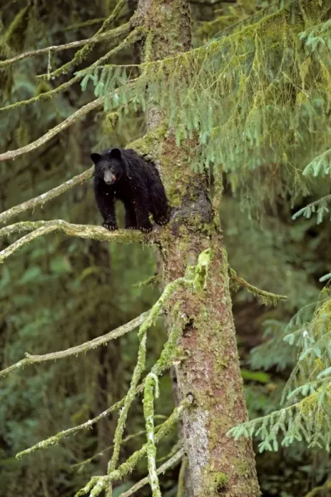 Framed Print : Black Bear - resting in sitka spruce tree. Pacific Northwest coastal area. British Columbia, Summer. Black bears frequently rest in trees as it is a relatively safe and protected location. MA200 Framed Print : Black Bear - resting in sitka spruce tree. Pacific Northwest coastal area. British Columbia, Summer. Black bears frequently rest in trees as it is a relatively safe and protected location. MA200