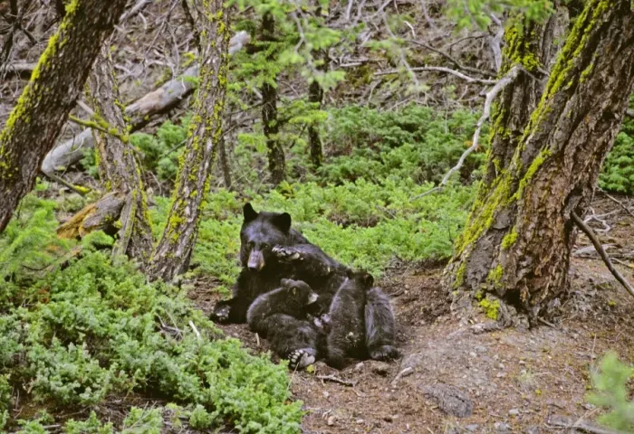 Framed Print : Black Bear sow nursing young cubs. Western U. S. May. North America; Western U. S. ; Rocky Mountains; Wyoming; Yellowstone National Park MA2119 Framed Print : Black Bear sow nursing young cubs. Western U. S. May. North America; Western U. S. ; Rocky Mountains; Wyoming; Yellowstone National Park MA2119