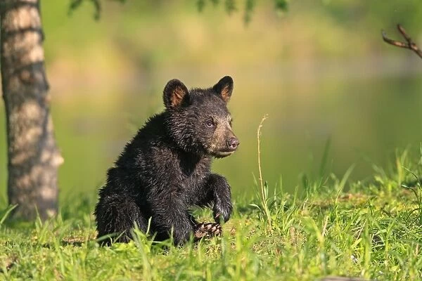 Black Bear - Spring cub 4 months old. Minnesota - USA