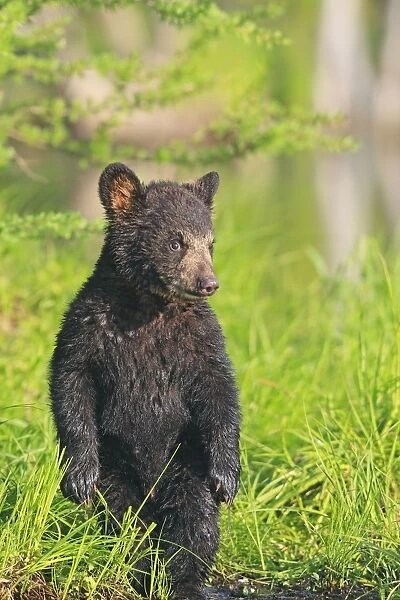 Black Bear - Spring cub 4 months old. Minnesota - USA