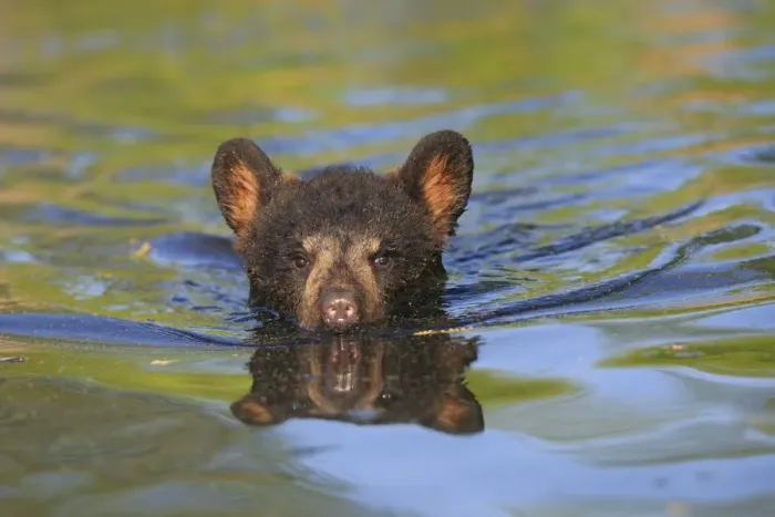 Framed Print : Black Bear - Spring cub 4 months old swimming in water. Minnesota - USA Framed Print : Black Bear - Spring cub 4 months old swimming in water. Minnesota - USA
