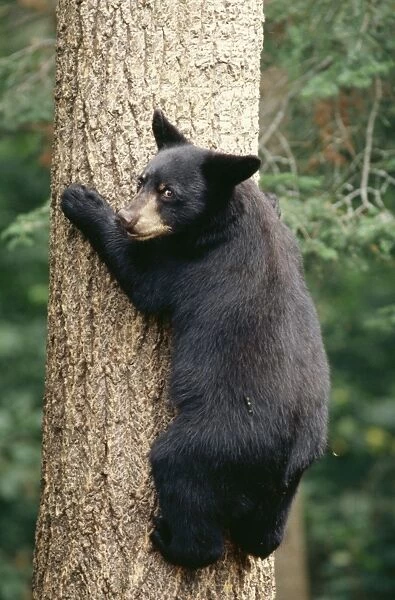Black Bear TOM 437 Older cub, Minnesota, USA. Ursus americanus © Tom & Pat Leeson  /  ARDEA LONDON