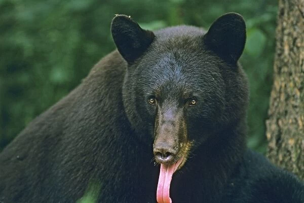 Black Bear- with tongue sticking out. Minnesota, North America MA1877