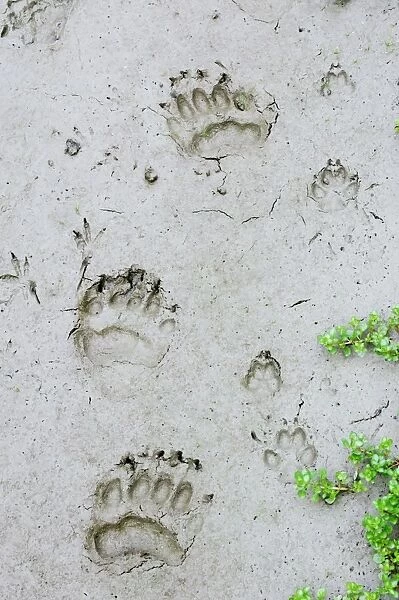 Black Bear - tracks with Coyote (Canis latrans)