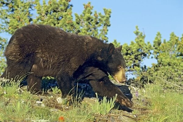 Black bear (Ursus americanus), Rocky Mountains; Western U. S. ; Montana, summer. MA1118