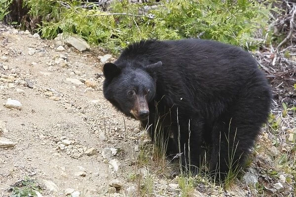 Black bear - Vancouver island - Canada