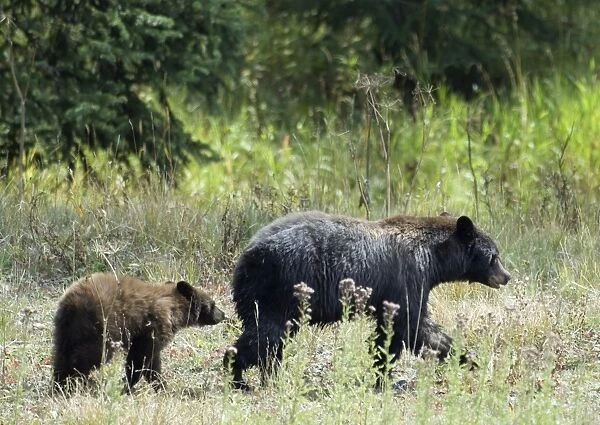 Black Bear Walking with cub following behind Yellowstone NP. USA