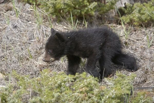 Black Bear - young cub - Canadian Rocky Mountains - Alberta - Canada MA002098