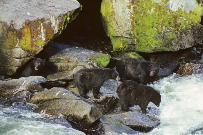 Framed Print : Black Bears - fishing for salmon along West Coast salmon stream. MA195 Framed Print : Black Bears - fishing for salmon along West Coast salmon stream. MA195