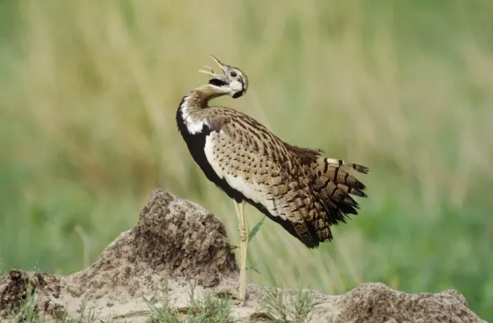 Framed Print : Black-bellied Bustard South Africa Framed Print : Black-bellied Bustard South Africa