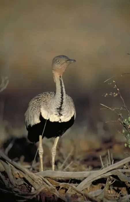 Framed Print : Black-Bellied Bustard. Walking through dry bush. Showing black belly and beautiful feather markings on back. Samburu, Kenya Framed Print : Black-Bellied Bustard. Walking through dry bush. Showing black belly and beautiful feather markings on back. Samburu, Kenya