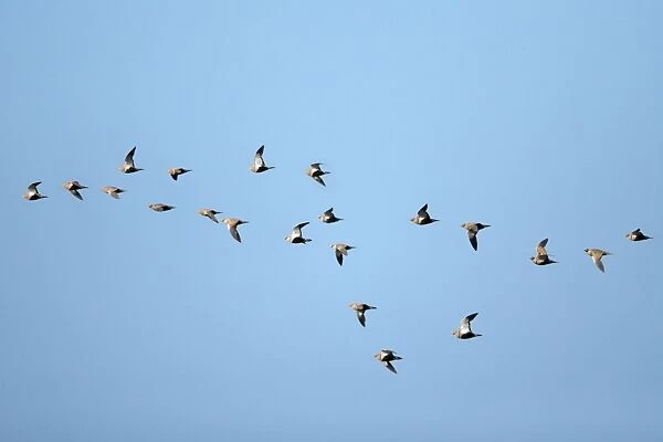 Black-Bellied Sandgrouse - flock in flight, NP Herdade de Sao Marcos Great Bustard Reserve, beside Castro Verde, Alentejo, Portugal
