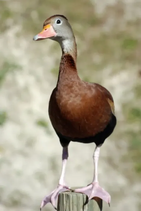 Framed Print : Black-bellied Tree Duck / Black-bellied Whistling Duck - southern USA central and northern South America Framed Print : Black-bellied Tree Duck / Black-bellied Whistling Duck - southern USA central and northern South America