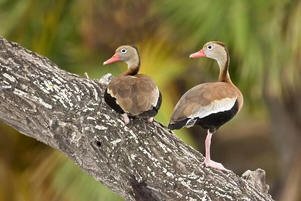 Black-bellied Whistling Duck South texas in March