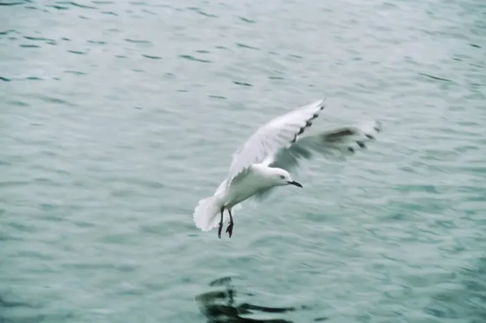 Framed Print : Black-billed Gull - landing on sea New Zealand Framed Print : Black-billed Gull - landing on sea New Zealand